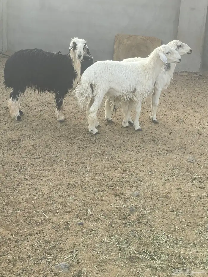 طليان 2 ورخال 1 طيبه الحد 1200 جمله وتفريد 1250 2