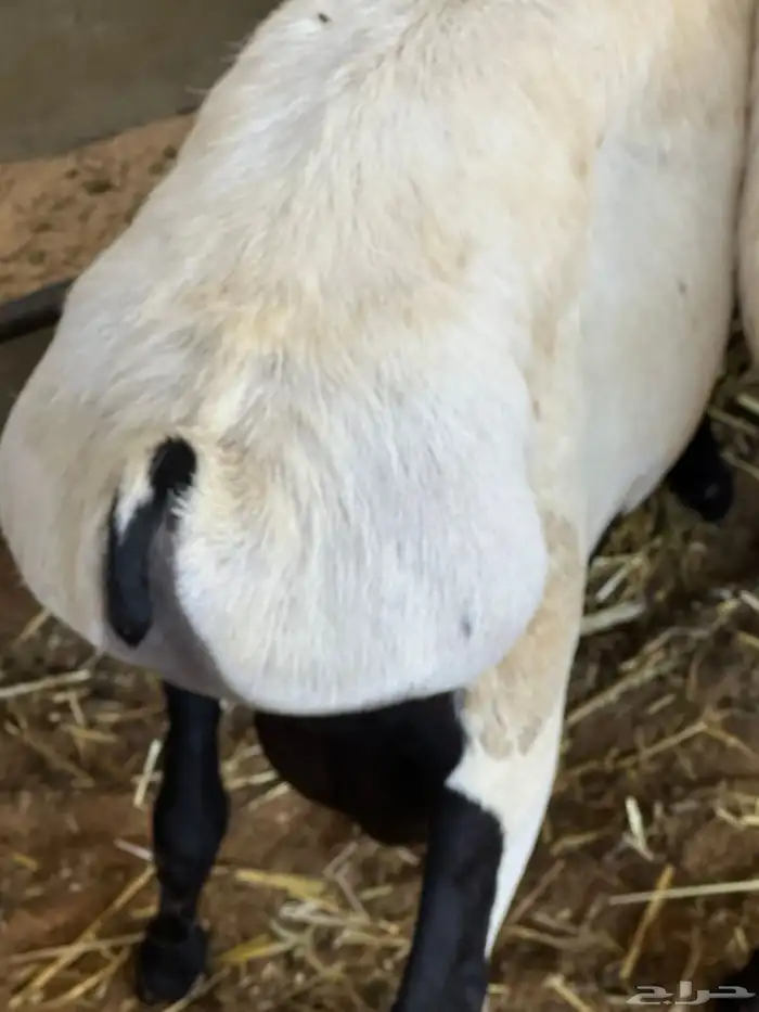 سواكنيات ورفيديات عمر 4 شهور مرابي 48