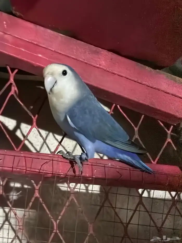 لبيع جوزين روز 7