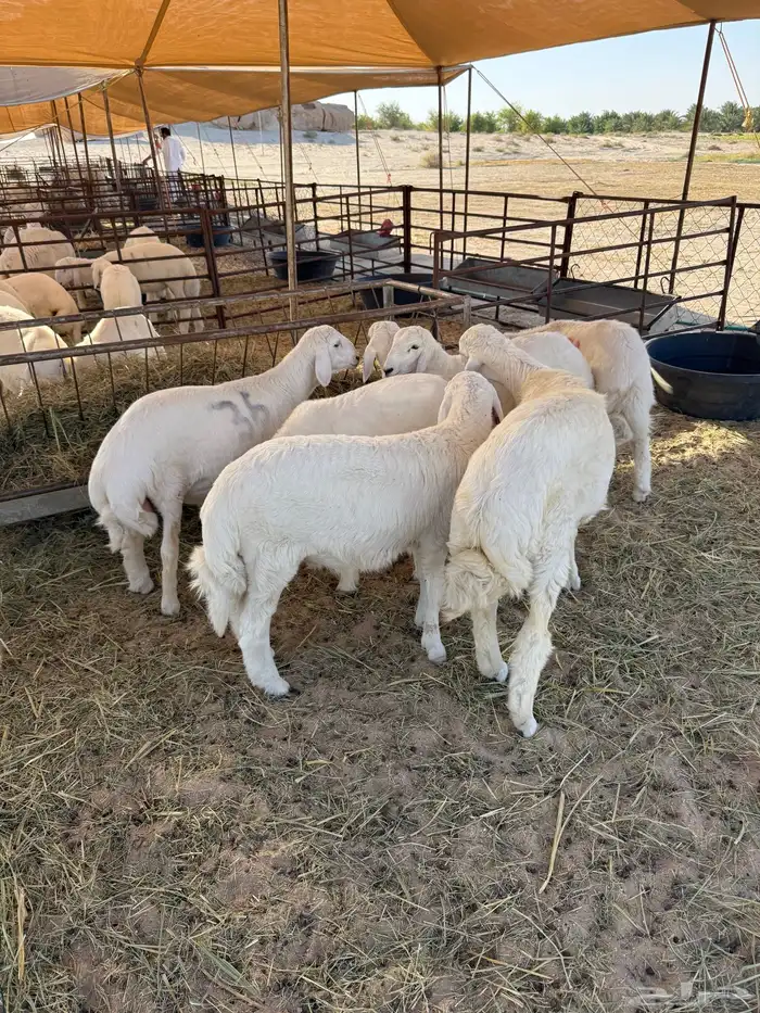 خرفان حريات 3