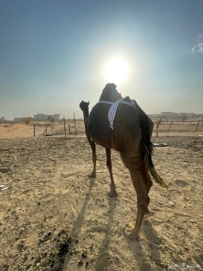 عشراء طييبة اا 1