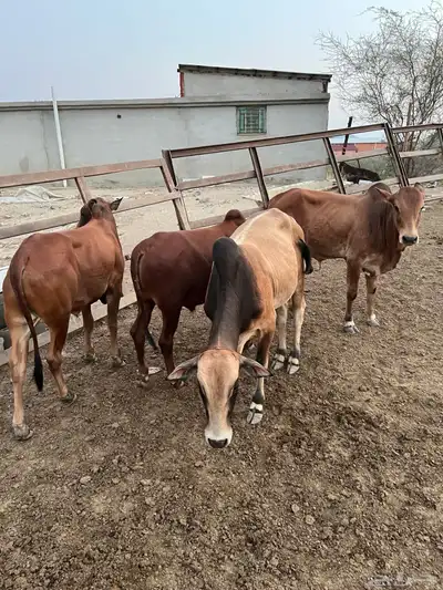 حسلان بلدي للبيع index