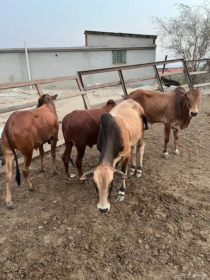 حسلان بلدي للبيع 3