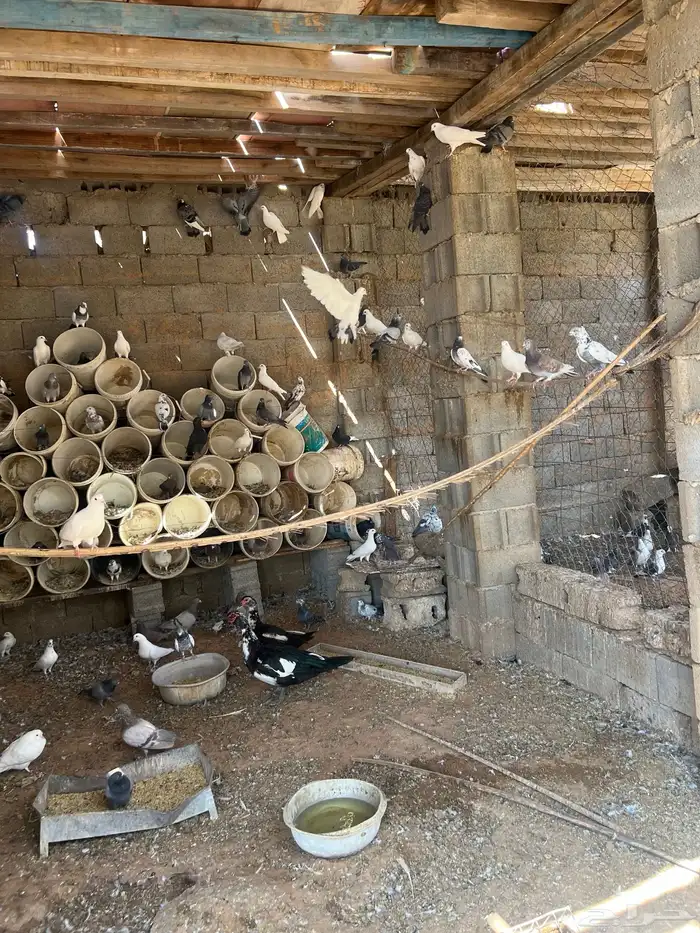 حمام مشكل للبيع 2