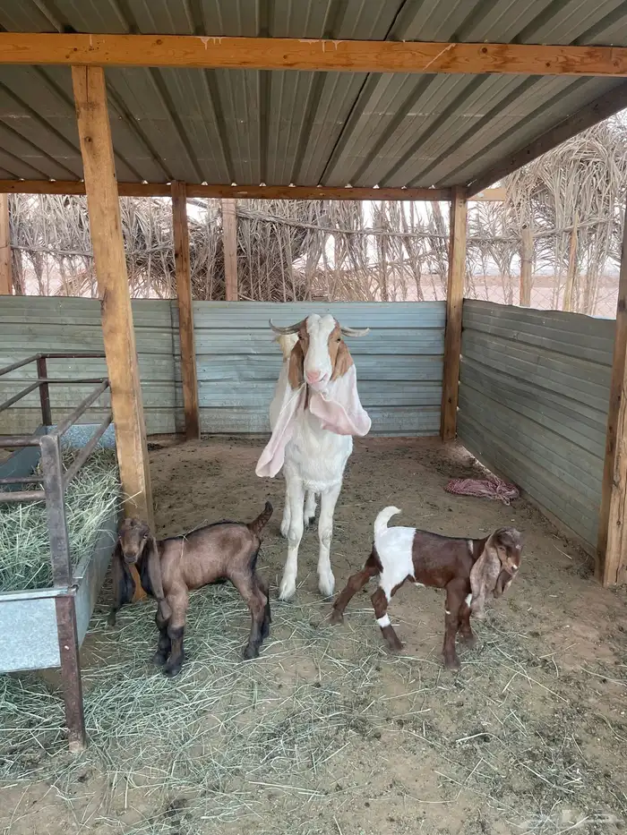 عنز مطوره خصم شعره وجرم وملبه وعرض خد سنها رباع معها اثنين 2