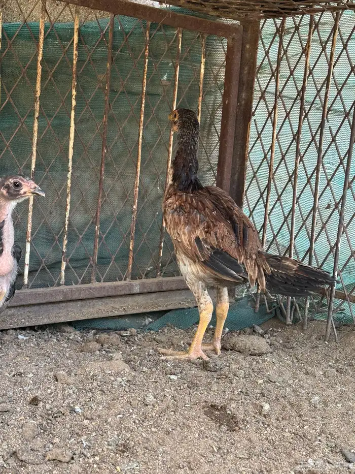 دجاج سندي دجاج تيلندي 6