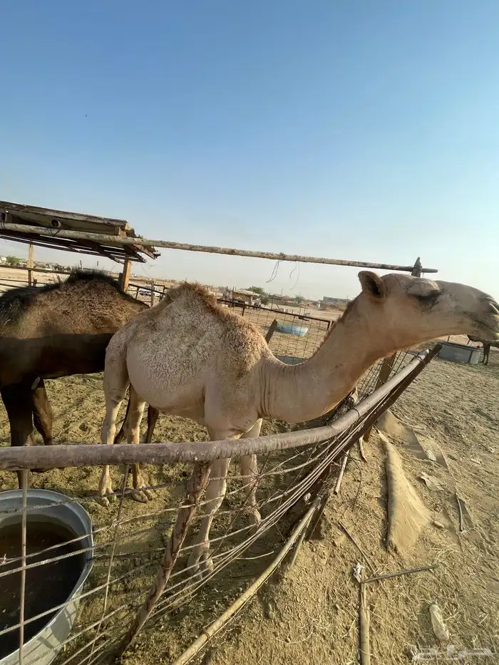 عشراء طييبة اا 4