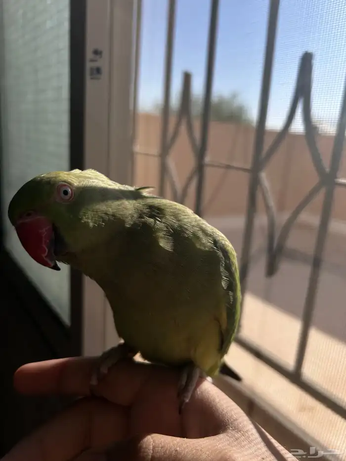 ببغاء دره هندي متكلم أليف 0