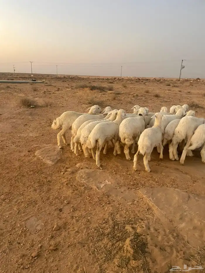 رخال حريات مقاني 0