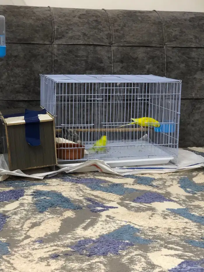 طيور الحب 14