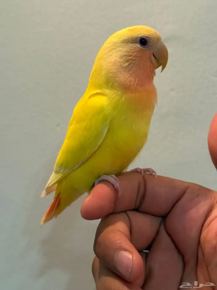 للبيع طيور روز اليفات ( تم البيع ) 7
