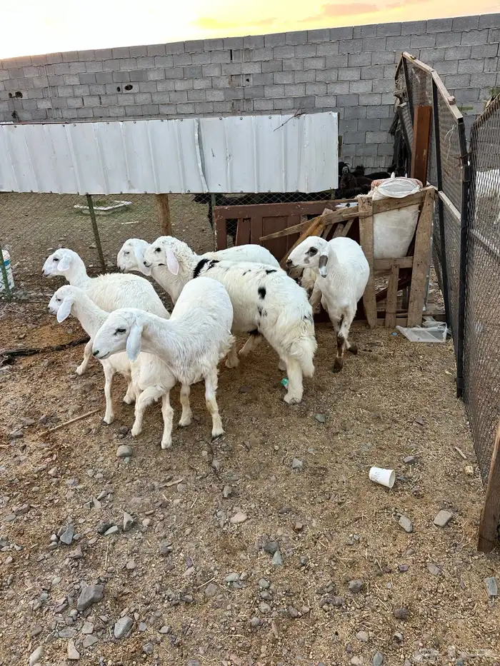 ذبائح الأكحل 8