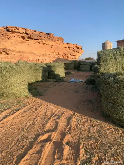 يوجد اعلاف رودس كبير index