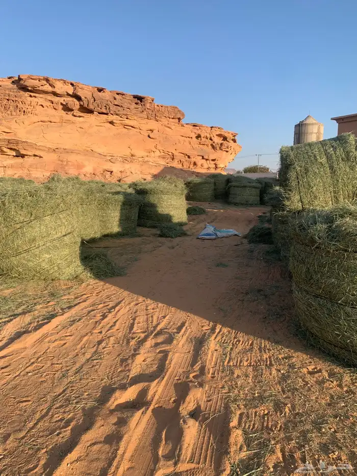 يوجد اعلاف رودس كبير 0