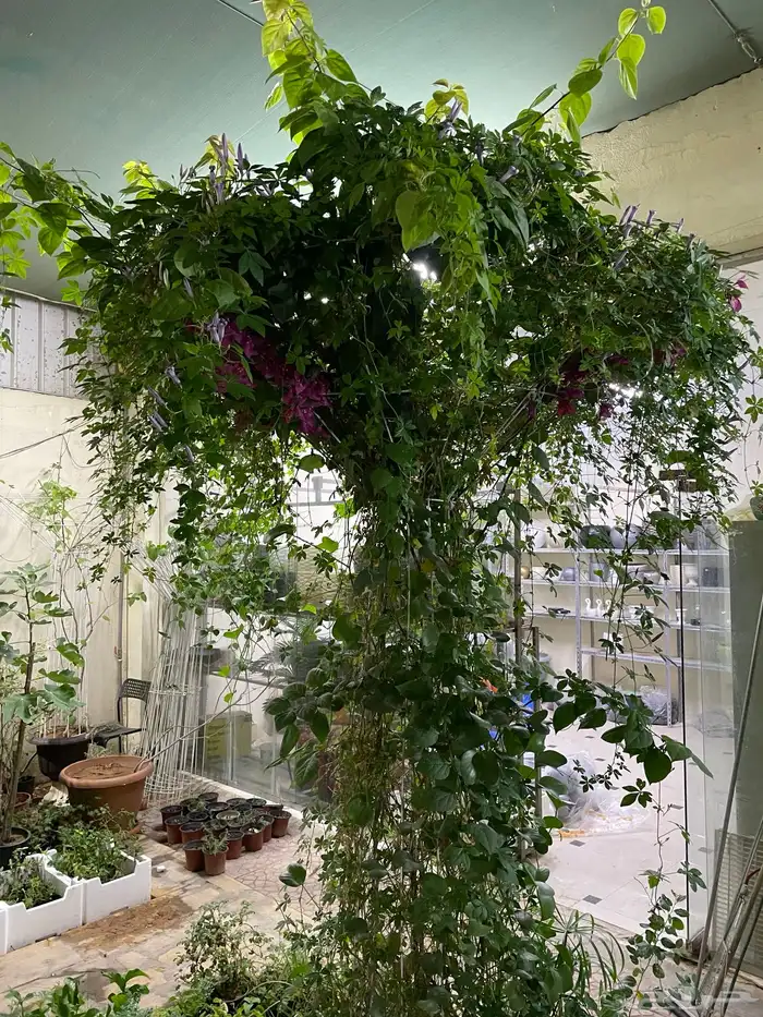 ستاندات للجهنمية و المتسلقات 1