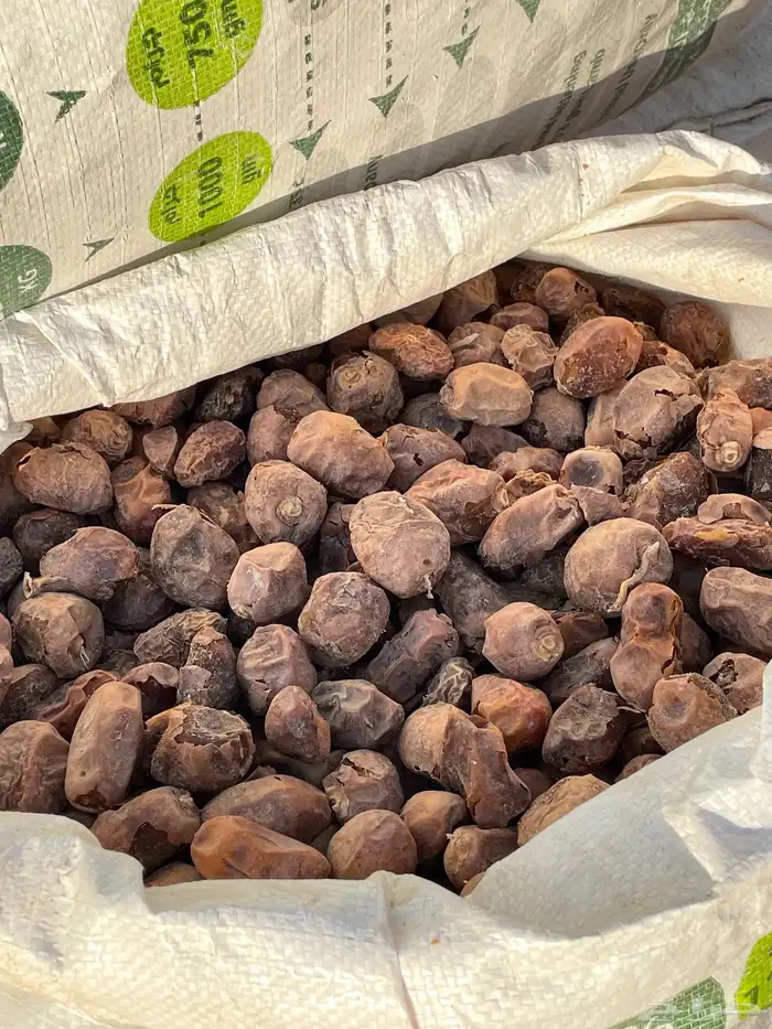 يوجد تمر نظيف 1