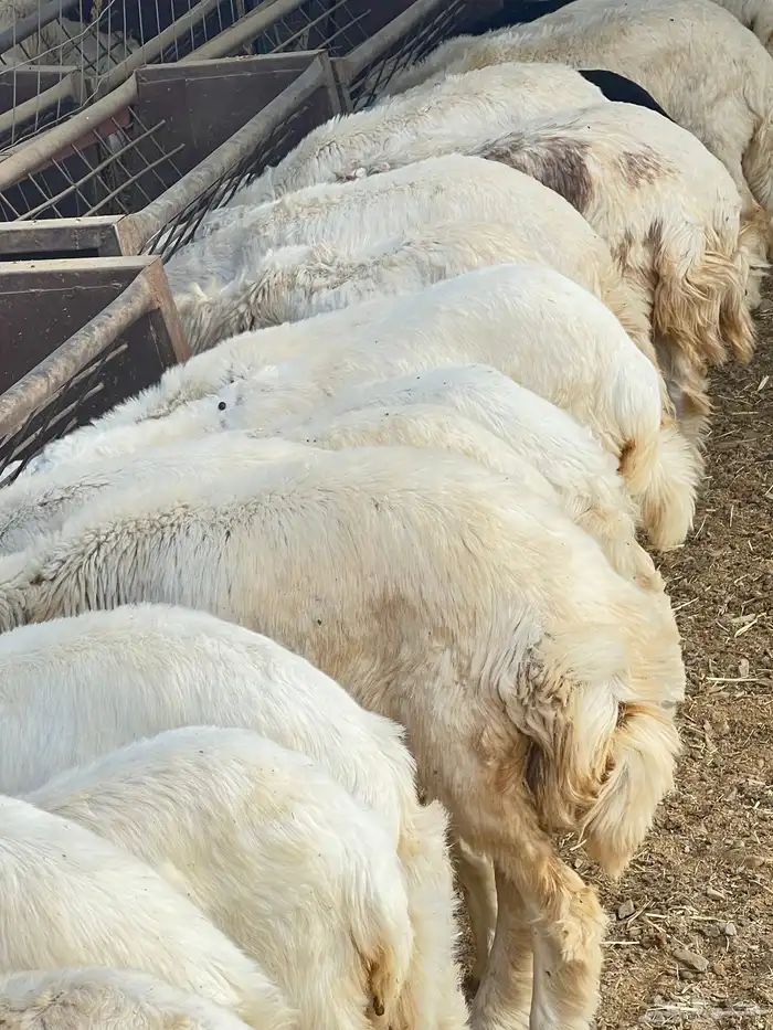 ذبايح للبيع 12