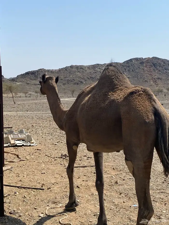 اعرض لكم ناقه خلفه تحتها بكره البكره عازلها عن امها مطوله 5