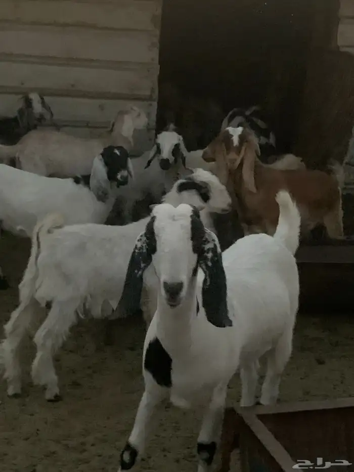 للبيع في الذيبية  حفرالباطن 6