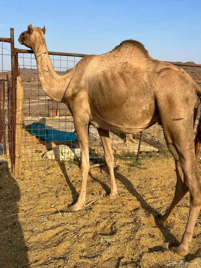 نياق لقحات بيولدن من 6600 5