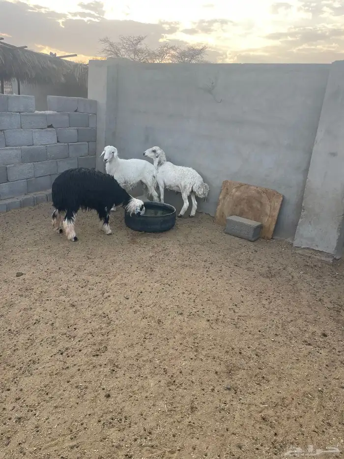 طليان 2 ورخال 1 طيبه الحد 1200 جمله وتفريد 1250 0