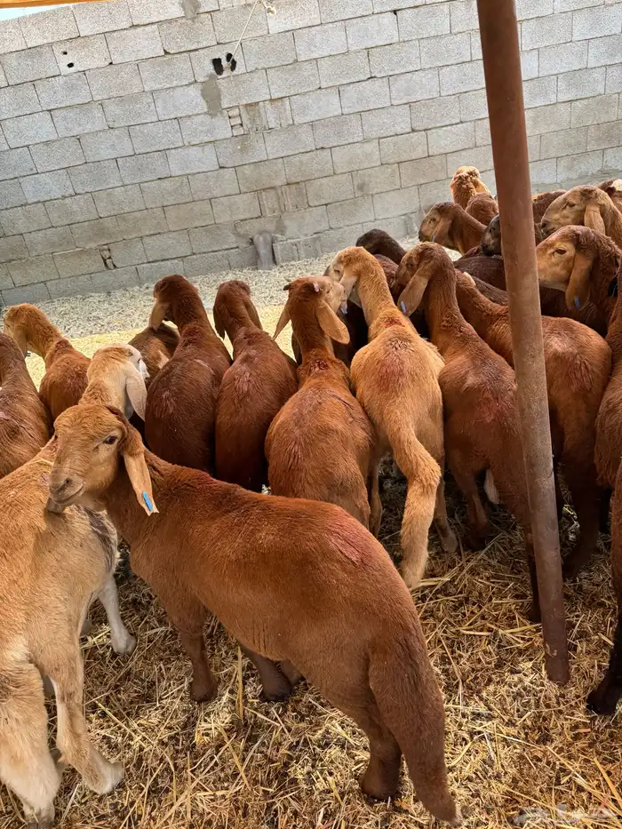 سواكن حمري 6