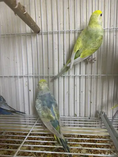 بادجي رينبو index