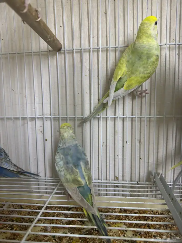 بادجي رينبو 7