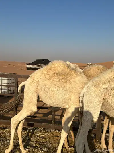 حشو للبيع index