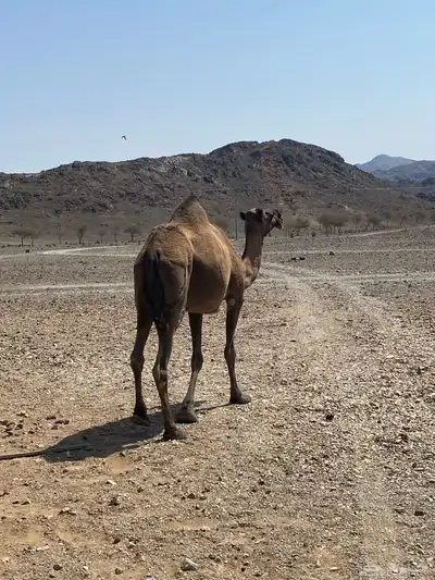 اعرض لكم ناقه خلفه تحتها بكره البكره عازلها عن امها مطوله index