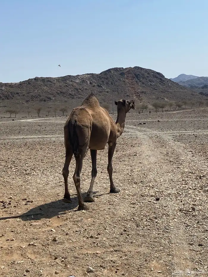 اعرض لكم ناقه خلفه تحتها بكره البكره عازلها عن امها مطوله 6