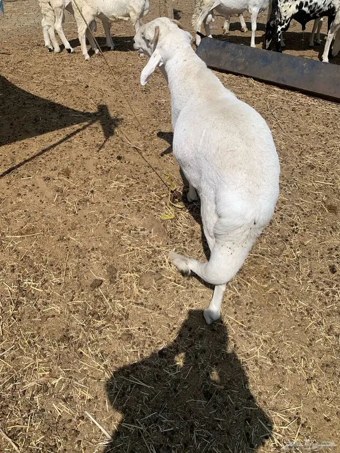 سواكني ابيض 3