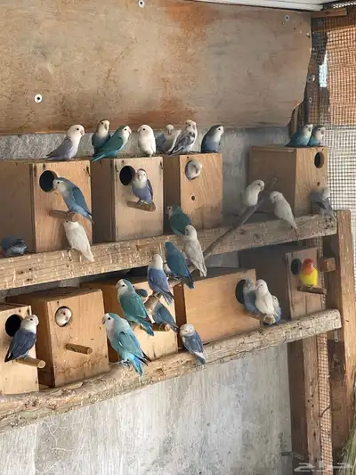 حضيرة روز ( لافبير ) منتجين شرط بالبياضات index