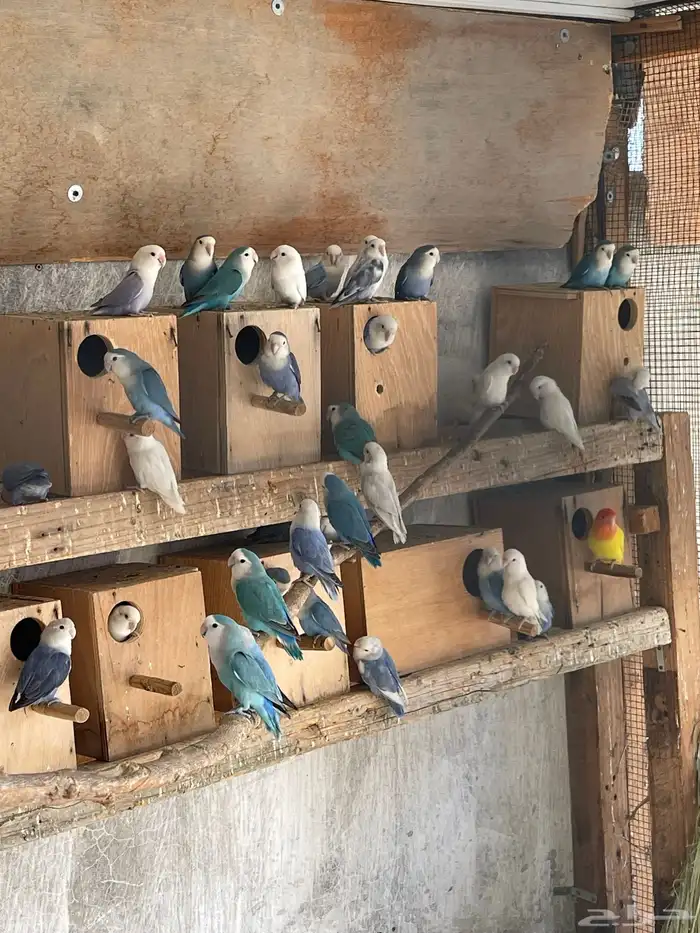 حضيرة روز ( لافبير ) منتجين شرط بالبياضات 2