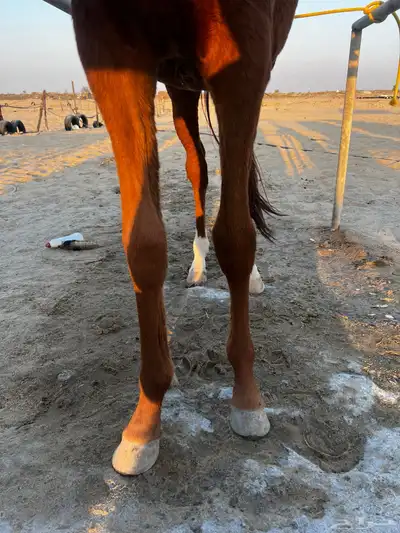 مهر للبيع index