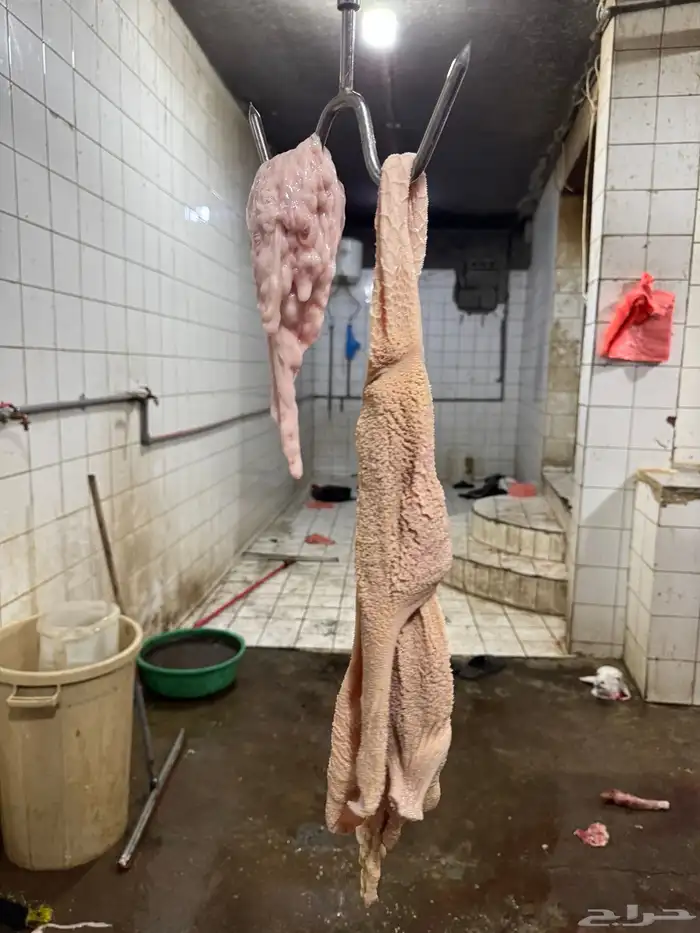 خرفان كفو والاسعار تنافسيه 1