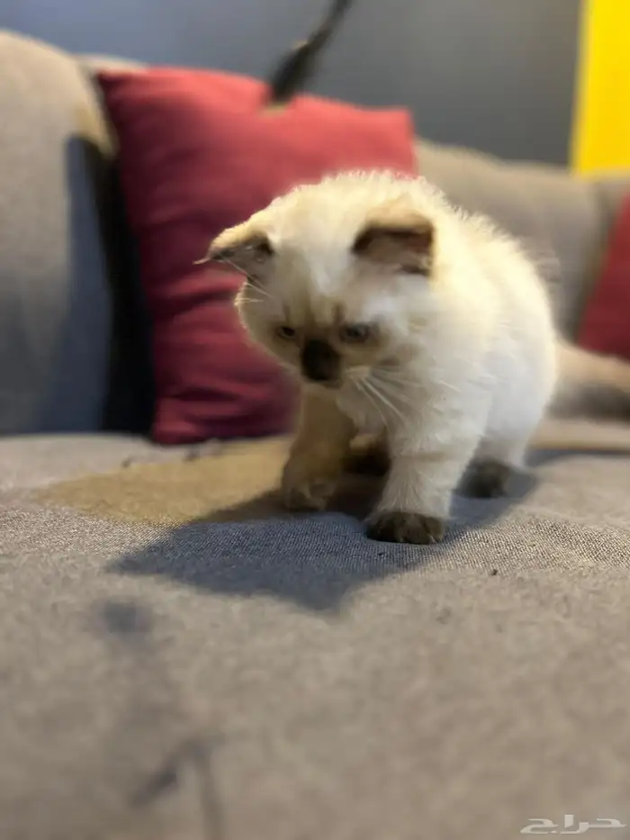 قطوتين للبيع 17