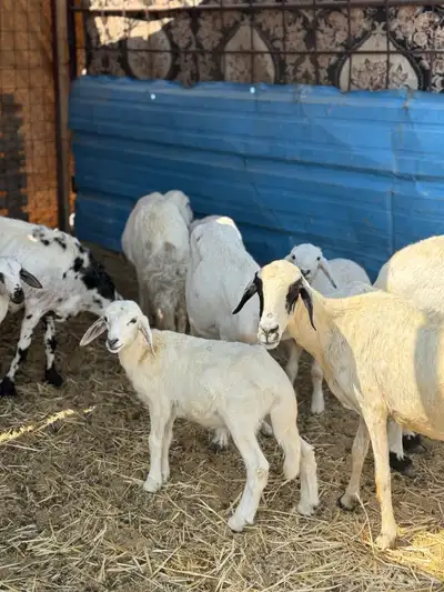 ضان ولد 6 معها 5 index