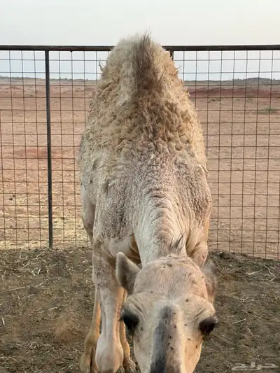 قعود لباني index