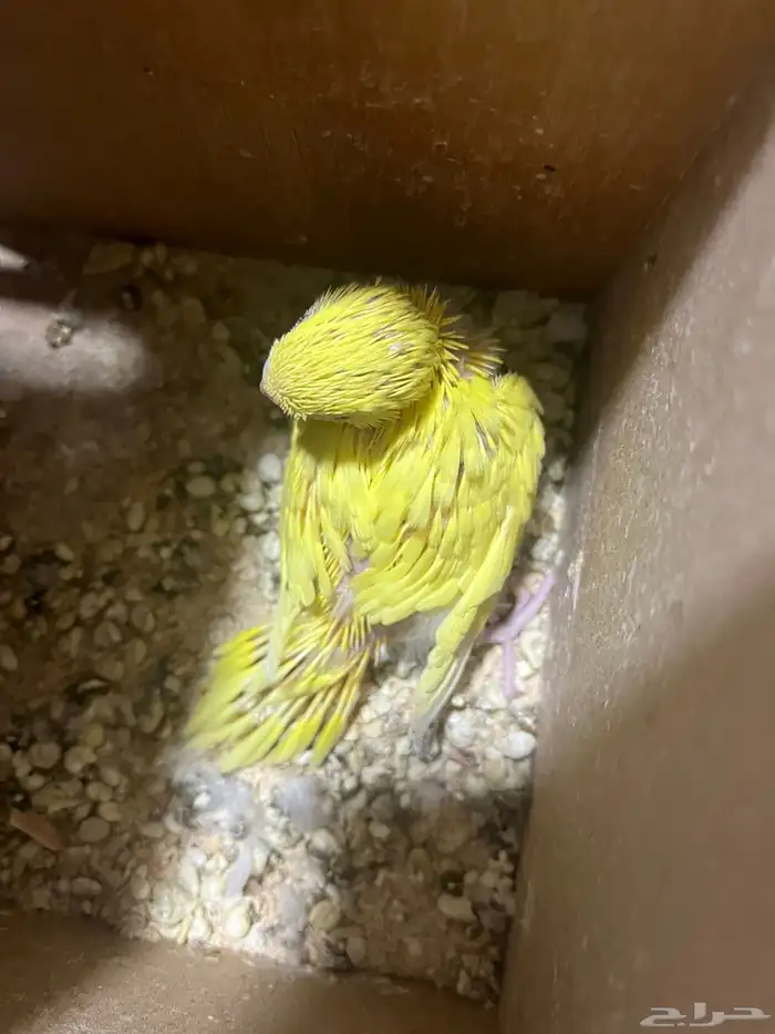 فرخ طيورحب الالوان ابيض واصفر والعيون حمر وصحت الطير طيبه 5