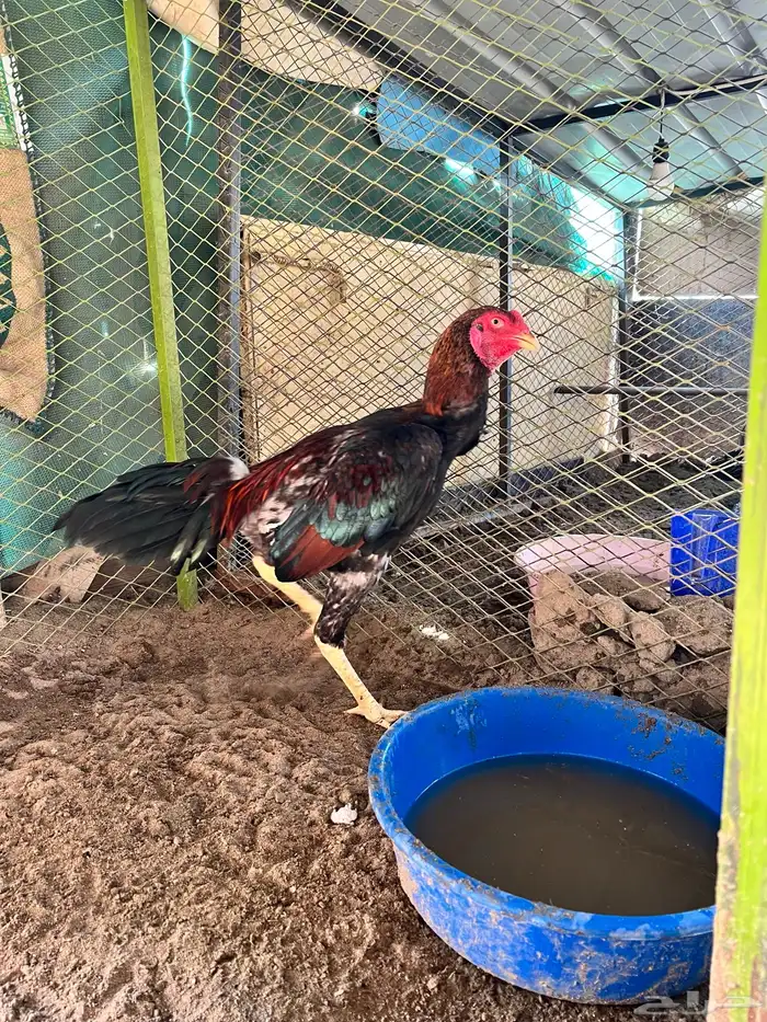 ديك برازيلي انتاج مستورد 0