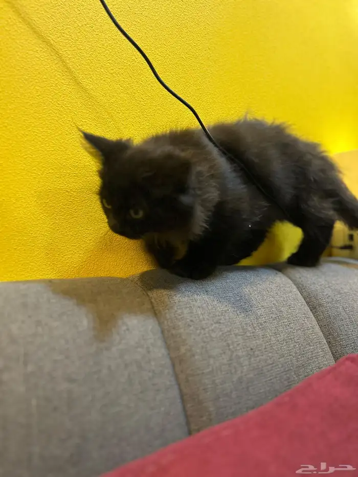 قطوتين للبيع 40