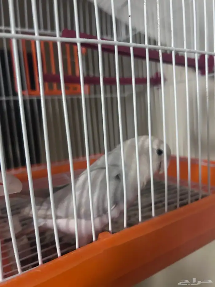 للبيع طير روز 0