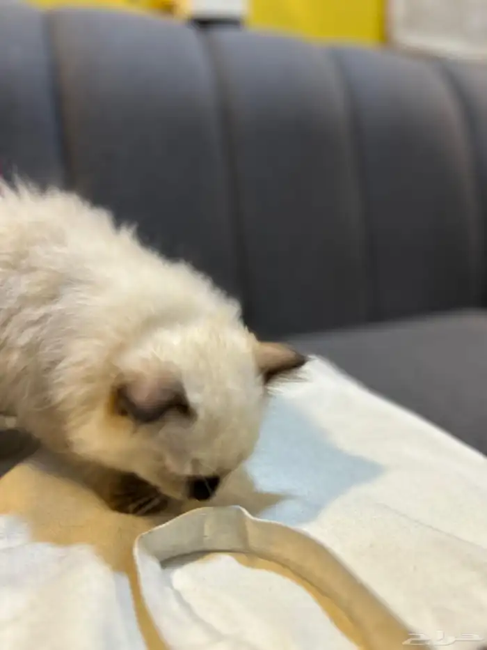 قطوتين للبيع 3