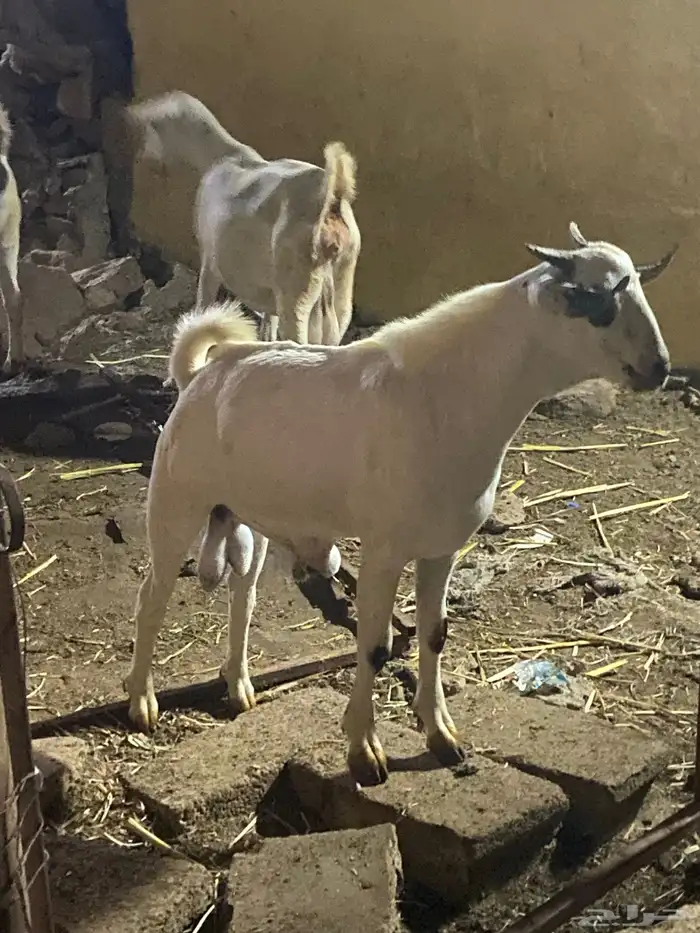 تيس بيشي اصيل 0