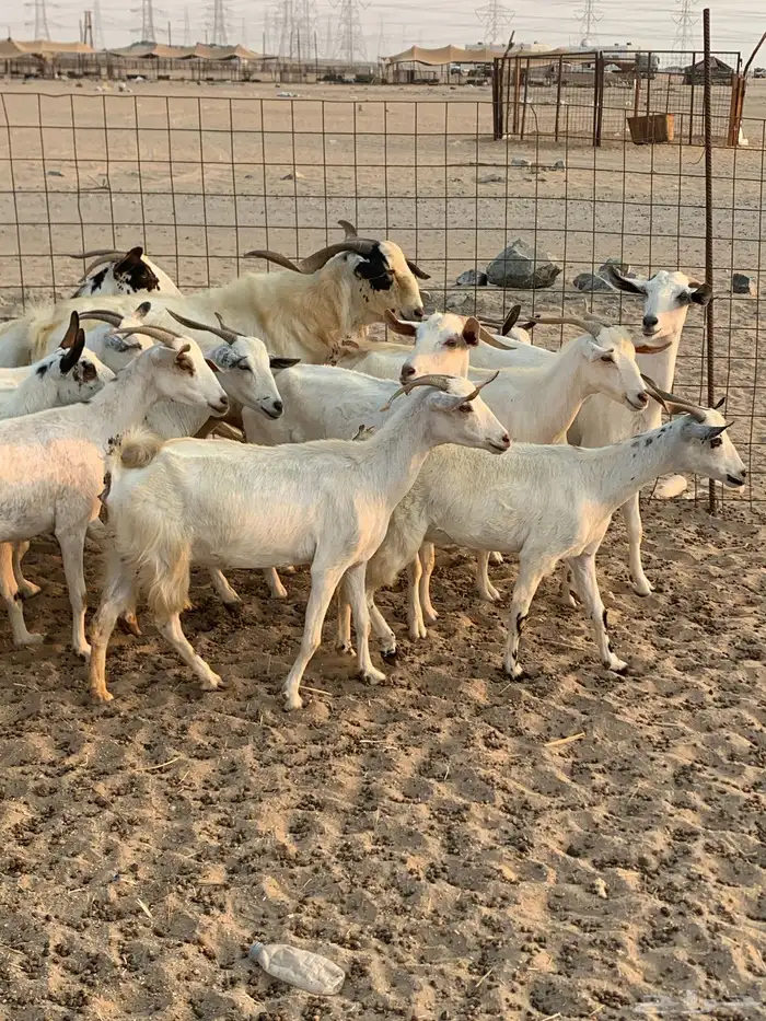 للبيع معزا بيشيات مواليد( تم البيع 5