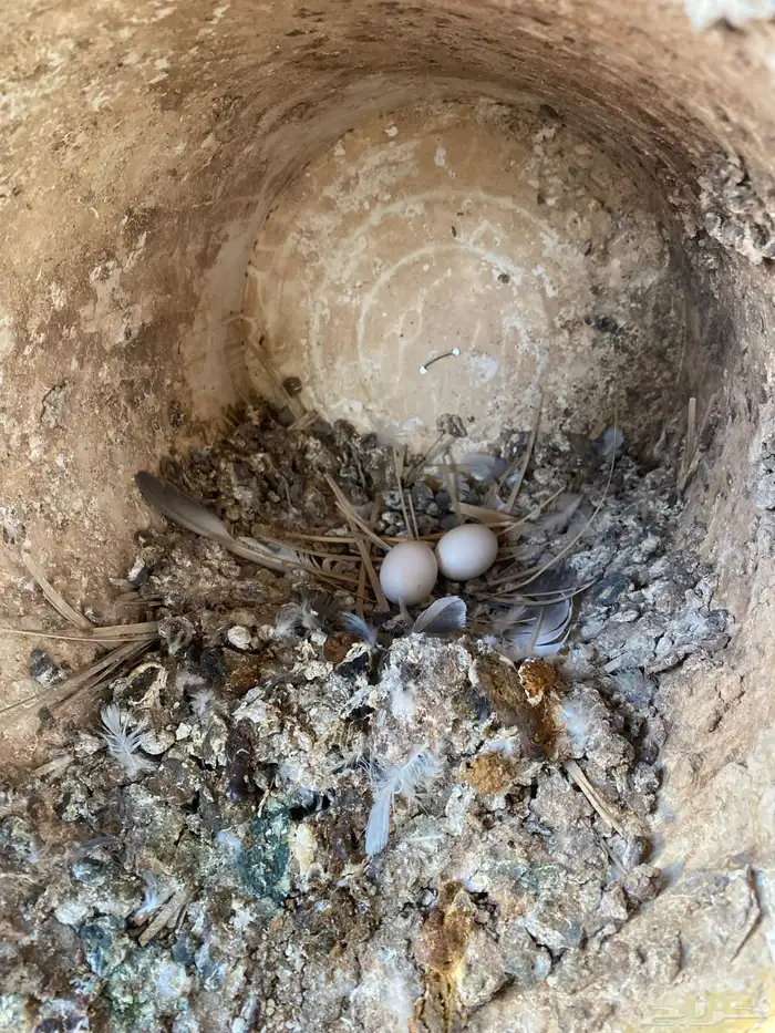 حمام مشكل فاخر سوبر جانبو 12