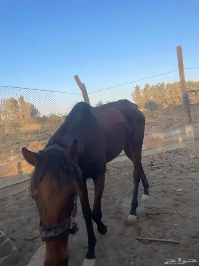 فارس شعبيه index