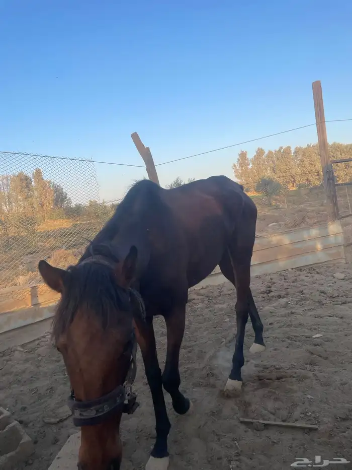 فارس شعبيه 4