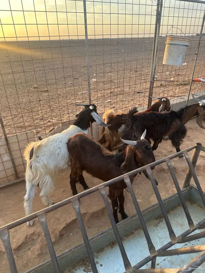 تيوس شاميه وهولنديه جذاع 3